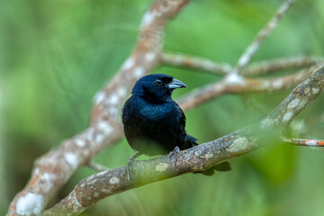 Bird White-lined tanager (Tachyphonus rufus) male, medium-sized passerine bird in the tanager...
