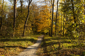 Obraz premium Yellow nature forest autumn landscape with path