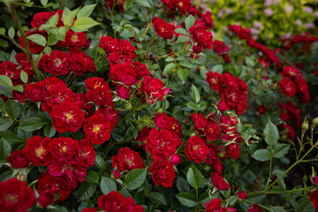 Red roses natural summer background flora and gardening