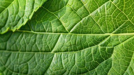 Macro shot of green leaf texture, with visible veins and lush surface details, perfect for an organic and natural background