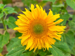 Blooming sunflower farm field, big bright yellow sunflower, agriculture concept harvest. Growing seeds for oil