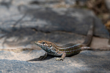 Atlantic Lizard, Gallotia atlantica, resting on the pavement in Bentacuria, Fuerteventura, Spain