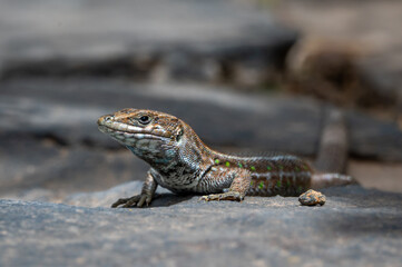 Atlantic Lizard, Gallotia atlantica, resting on the pavement in Bentacuria, Fuerteventura, Spain