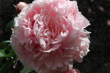 Pivoine blanche Paeonia latifolia alba avec gouttes d'eau