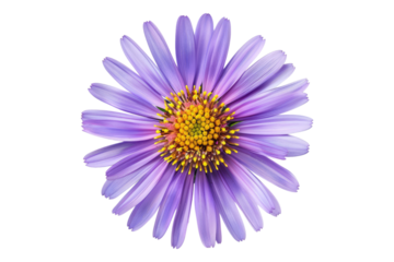 Aster flower isolated on transparent background