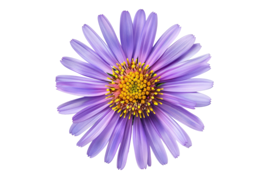 Aster flower isolated on transparent background