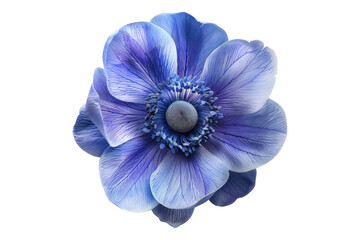 Blue anemone flower isolated on transparent background