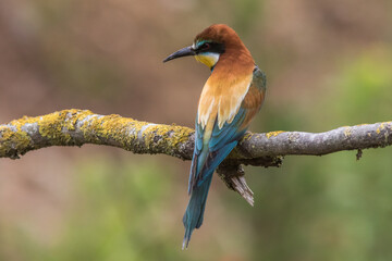 Bienenfresser (Merops apiaster)