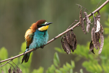 Bienenfresser (Merops apiaster)
