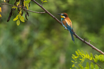 Bienenfresser (Merops apiaster)