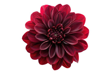 Burgundy Dahlia flower isolated on transparent background