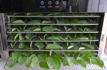 Sage leaves, laid out on the grids of a dehydrator to be dried and used as an herbal tea.