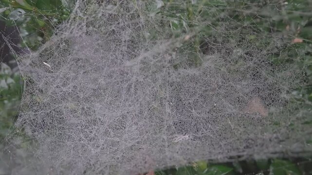 spider web with dew drops