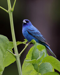 Beautiful male indigo bunting Passerina cyanea perched in a shrub