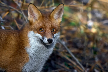 Naklejka premium Rotfuchs