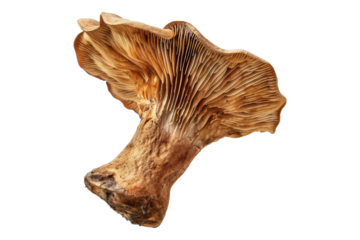 Earthy wood ear mushroom isolated on transparent background