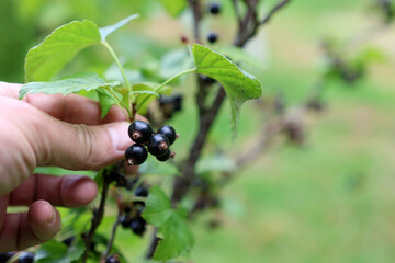 A bush of ripe black currants. Gardening.