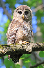 Barred Owl baby standing on a tree branch with green background, Quebec, Canada
