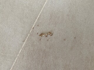 Ants are carrying a match