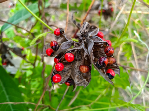 Abrus precatorius, commonly known as jequirity bean or rosary pea, Seeds in the pod on the creeper of Gunja