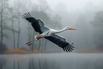Obraz premium Cranes flying over the lake in the morning fog