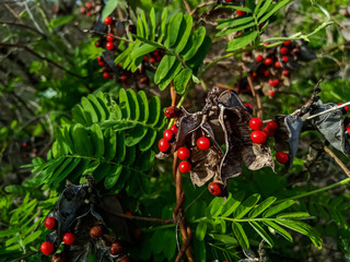Abrus precatorius, commonly known as jequirity bean or rosary pea, Seeds in the pod on the creeper of Gunja