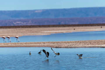 Black-winged stilts landing in lagoon in salt flats of high altitude Atacama desert near San Pedro...