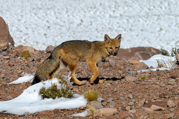 One animal of the species Culpeo (Lycalopex culpaeus) or Culpeo zorro, Andean zorro or Andean fox...