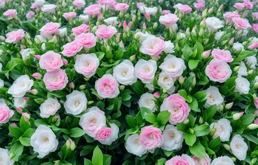 a lot of  double-petaled lisianthus flowers that blend white and pink, super real, super high definition, green leaves, light water droplets on the leaves and flowers, fresh and beautiful,