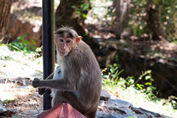 A Charming monkey, eating banana. Looking at us with bright eyes. Close-up, stunning portrait of a big monkey. Spotted at Vedanthangal bird sanctuary, Tamilnadu, South India, India.