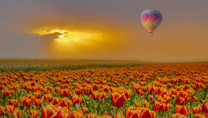 Fototapeta premium Colorful hot air balloon flying over colorful tulip flower fields in spring at amazing sunset