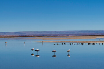 Flamingos and flock of black-winged stilts in lagoon of salt flats of high altitude Atacama desert near San Pedro de Atacama, Antofagasta, Chile with mountains out of focus in background