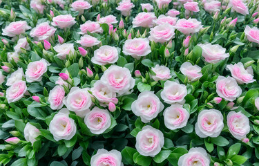 Obraz premium a lot of double-petaled lisianthus flowers that blend white and pink, super real, super high definition, green leaves, light water droplets on the leaves and flowers, fresh and beautiful,