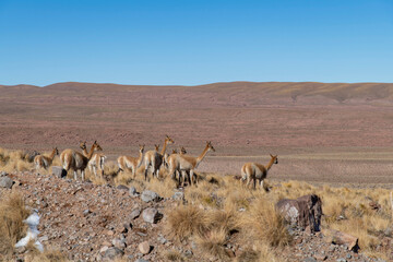 Group of vicuna (Lama vicugna) in Atacama Desert near San Pedro de Atacama, Antofagasta, Chile