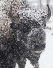 Extreme close up of a bison in the winter © feeferlump