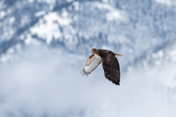Red tail hawk flying in front of snowy mountains