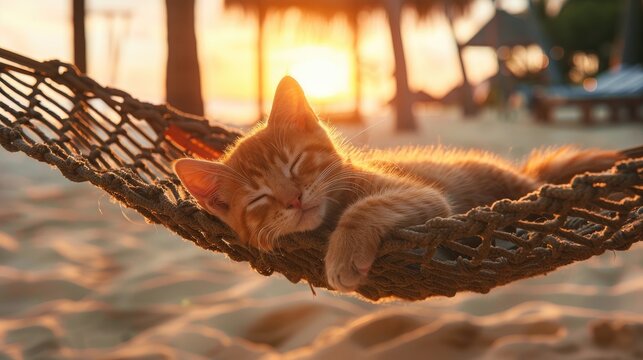 cat in a hammock on the background of the sea. Selective focus