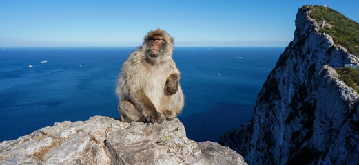 A monkey on the Rock of Gibraltar, United Kingdom. Portrait of a wild macaque. Macaques are one of the most famous attractions of the British overseas territory. monkey on the loose.