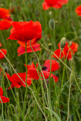 Papaver rhoeas or common poppy, red poppy is an annual herbaceous flowering plant in the poppy family, Papaveraceae, with red petals