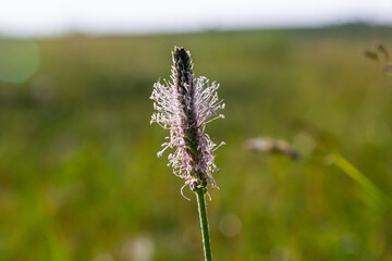 Plantago media, Hoary plantain, Plantaginaceae. Wild plant shot in spring