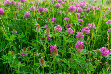 This is the wildflower Trifolium alpestre, the Purple globe clover or Owl-head clover, from the family Fabaceae