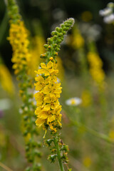 Obraz premium Summer in the wild among wild grasses is blooming agrimonia eupatoria