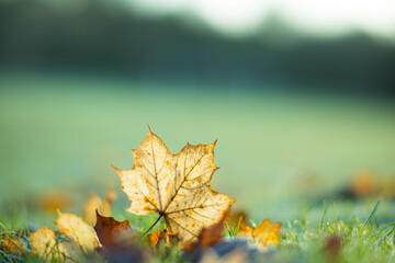 autumn leaves background