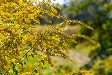 The wild flowers of Solidago altissima in autumn