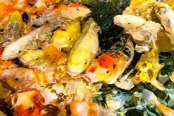 A vibrant and bustling view of colorful koi fish as they swim together.