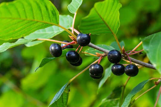 Leaves and fruits of the medicinal shrub Frangula alnus, Rhamnus frangula with poisonous black and red berries closeup