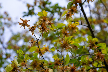 Branches of the hornbeam, species of Carpinus betulus, or common hornbeam with green leaves and ripe seeds in the brown three-pointed leafy involucres in sunny morning