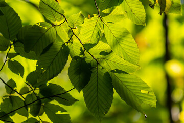 Beautiful, harmonious forest detail, with hornbeam leaves