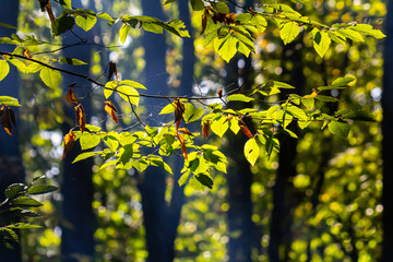 Green leaves of hornbeam seen from underneath the tree in summer