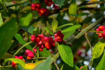 Euonymus europaeus european common spindle capsular ripening autumn fruits, red to purple or pink colors with orange seeds, autumnal colorful leaves